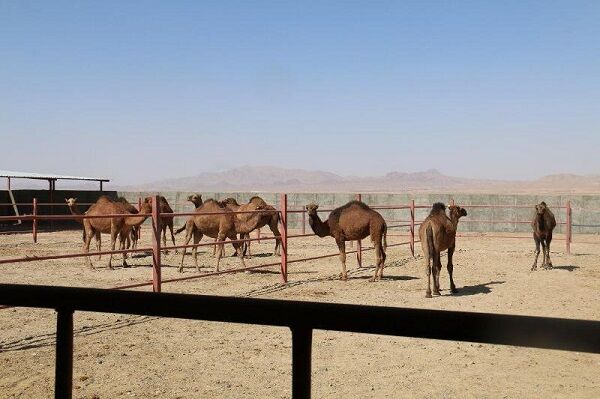 تفاهم‌نامه ستاد اجرایی فرمان امام در نهبندان پیشرفت محسوس دارد