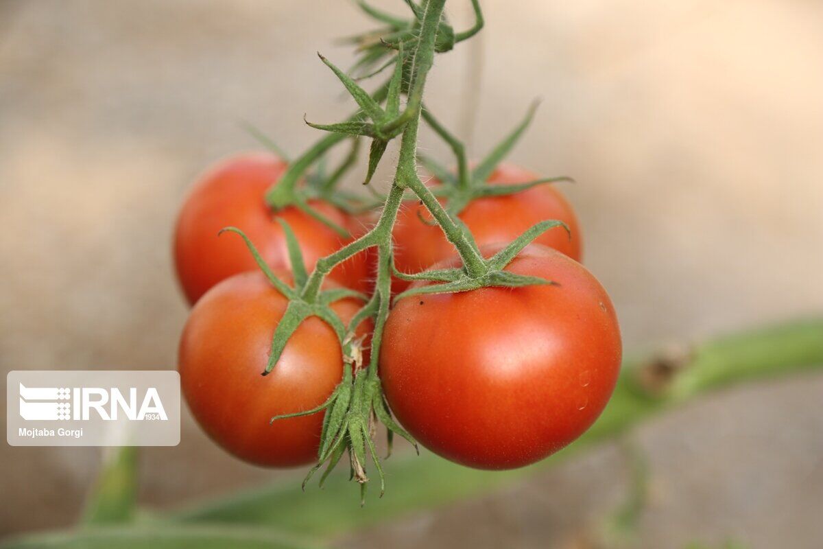 کاهش سطح زیر کشت گوجه فرنگی در شیروان