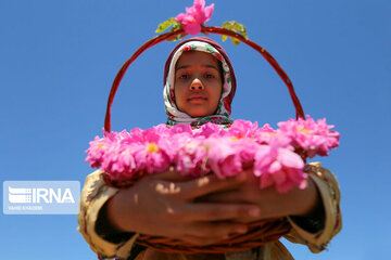 Harvesting Damask rose in Eastern Iran