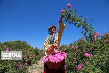 Harvesting Damask rose in Eastern Iran