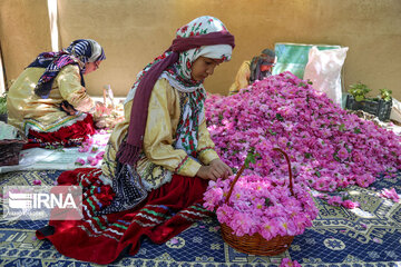 Harvesting Damask rose in Eastern Iran