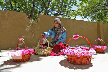 Harvesting Damask rose in Eastern Iran