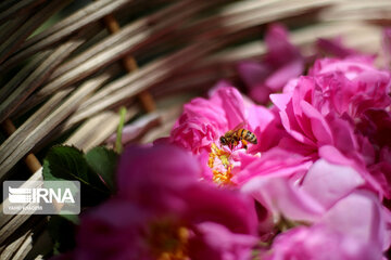 Harvesting Damask rose in Eastern Iran