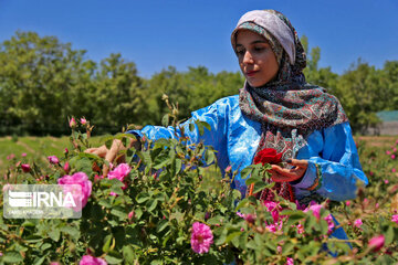 Harvesting Damask rose in Eastern Iran