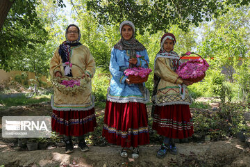 Harvesting Damask rose in Eastern Iran