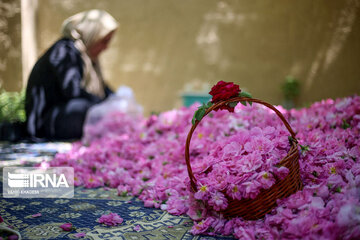 Harvesting Damask rose in Eastern Iran