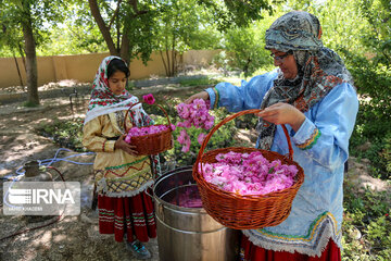 Harvesting Damask rose in Eastern Iran