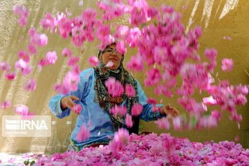 Harvesting Damask rose in Eastern Iran