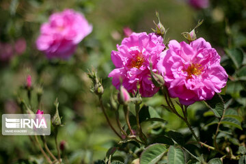 Harvesting Damask rose in Eastern Iran