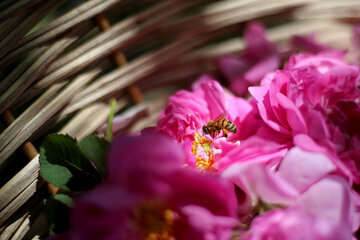 Récolte de la rose de Damas dans l'est de l'Iran