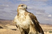 پرنده شکاری زخمی تحویل محیط زیست البرز شد