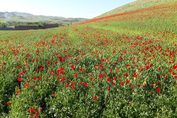 طبیعت بکر بخش باروق میاندوآب