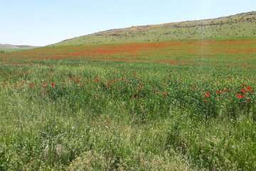 طبیعت بکر بخش باروق میاندوآب