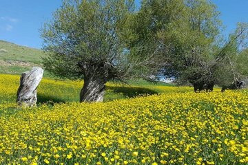 طبیعت بکر بخش باروق میاندوآب