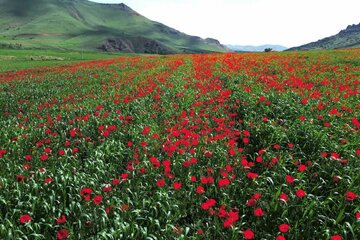 طبیعت بکر بخش باروق میاندوآب