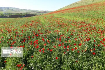 Spring time in Miandoab Northwestern Iran