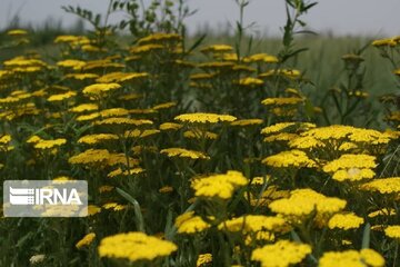 Spring time in Miandoab Northwestern Iran