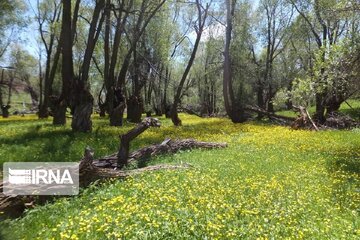 Spring time in Miandoab Northwestern Iran