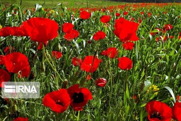 Spring time in Miandoab Northwestern Iran