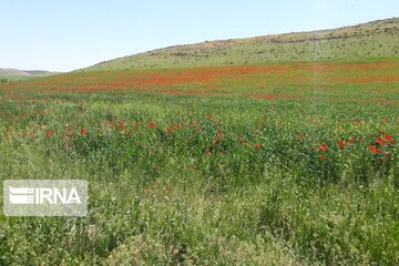 Spring time in Miandoab Northwestern Iran