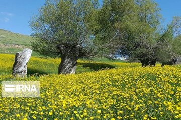 Spring time in Miandoab Northwestern Iran