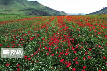 Spring time in Miandoab Northwestern Iran