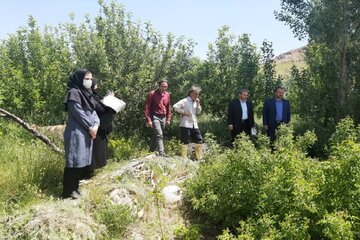 ۱۷ تن گل‌محمدی در میاندوآب برداشت می‌شود