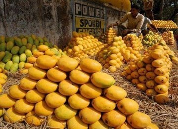 انبه، چالش صادرات 'پادشاه میوه‌ها' در پاکستان