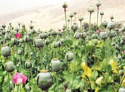 احتمال رشد کشت خشخاش در افغانستان در پی افزایش ۳ برابری ارزش موادمخدر