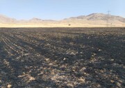پنج هکتار از مزارع کشاورزی گیلانغرب در آتش سوخت