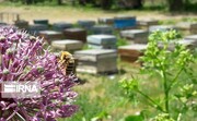 Bee-breeding in western Iran