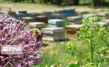 Bee-breeding in western Iran