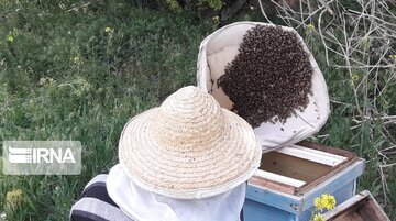 Bee-breeding in western Iran