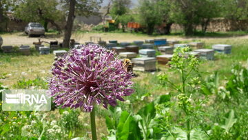 Bee-breeding in western Iran