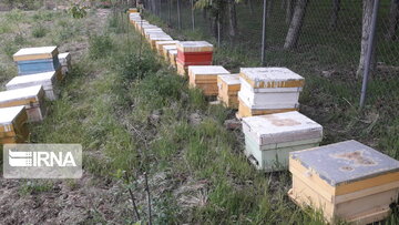 Bee-breeding in western Iran