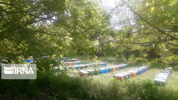 Bee-breeding in western Iran