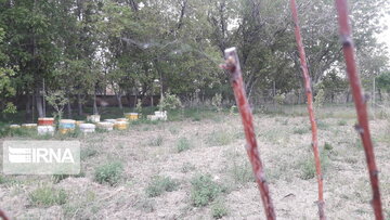 Bee-breeding in western Iran