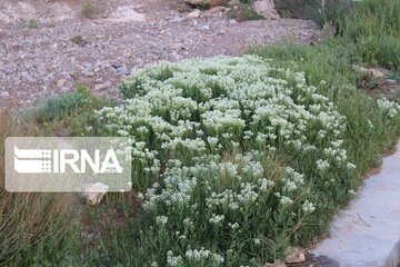 Growth of medicinal herbs in central Iran