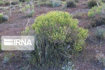 Growth of medicinal herbs in central Iran