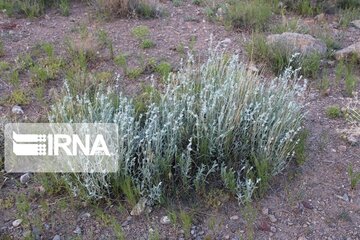 Growth of medicinal herbs in central Iran