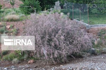 Growth of medicinal herbs in central Iran