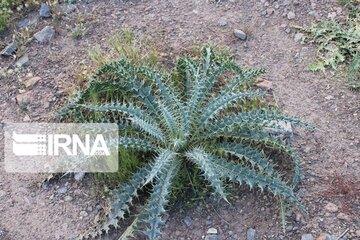 Growth of medicinal herbs in central Iran