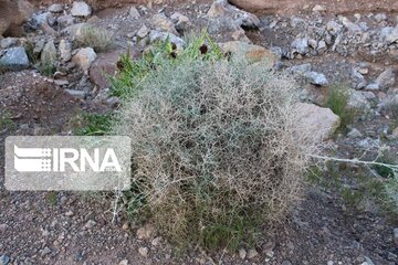 Growth of medicinal herbs in central Iran