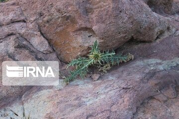 Growth of medicinal herbs in central Iran