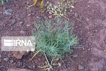 Growth of medicinal herbs in central Iran