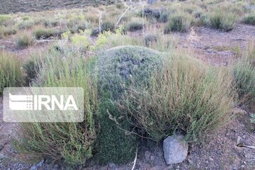 Growth of medicinal herbs in central Iran