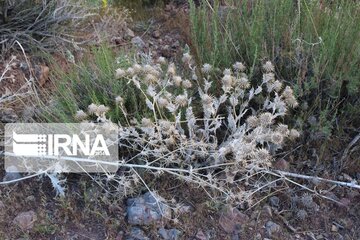 Growth of medicinal herbs in central Iran