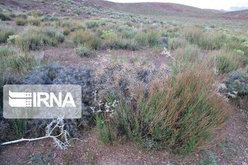 Growth of medicinal herbs in central Iran