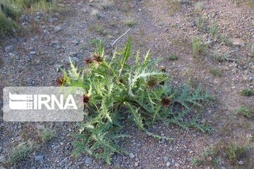 Growth of medicinal herbs in central Iran