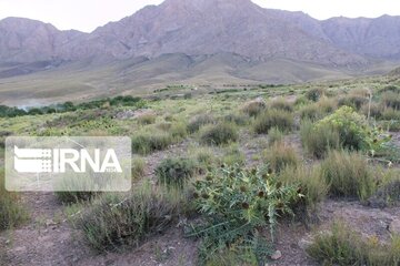 Growth of medicinal herbs in central Iran